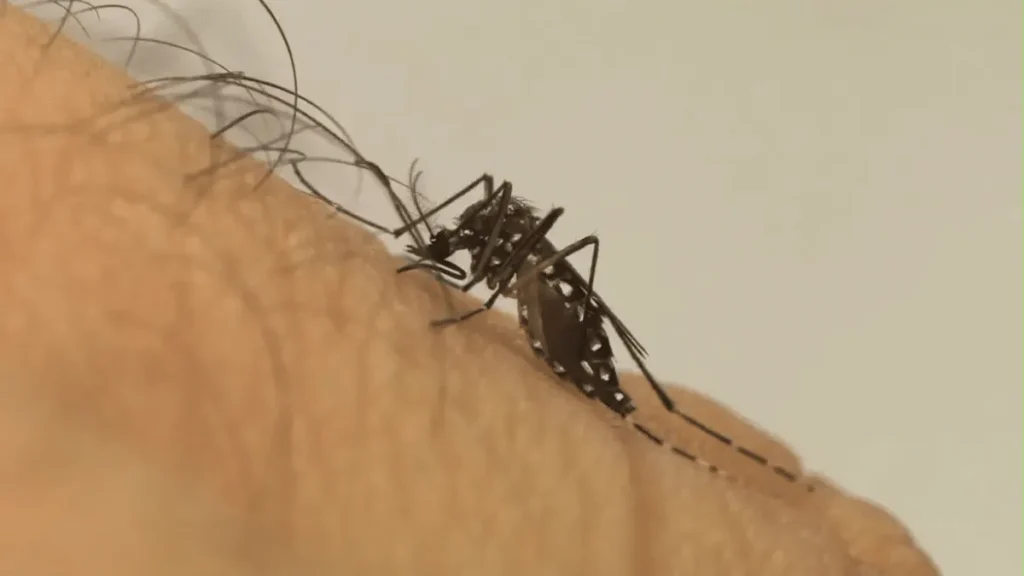 Mosquito da dengue aprende a tolerar repelente, diz estudo